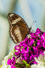 the butterfly effect