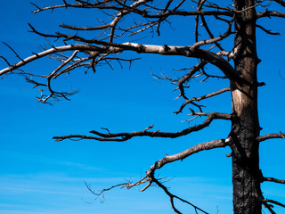 burned tree trunk with background blue sky