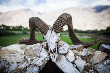 Wild goat skull with horns