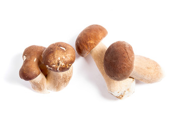 Several porcini mushrooms known as boletus edulis isolated on white background.