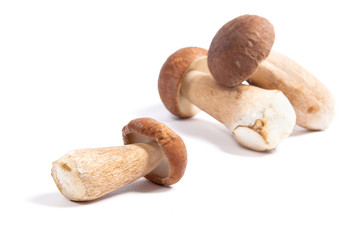 Several porcini mushrooms known as boletus edulis isolated on white background.