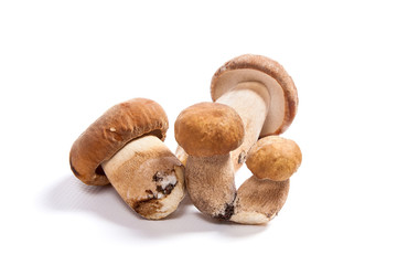 Several porcini mushrooms known as boletus edulis isolated on white background.