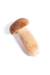 Single Porcini mushroom known as boletus edulis isolated on white background.