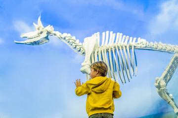 The Boy watching dinosaur skeleton in museum