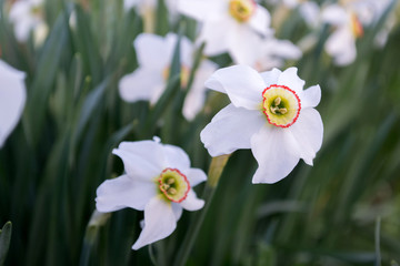 White daffodils in a garden with dark green leaves. Narcissus