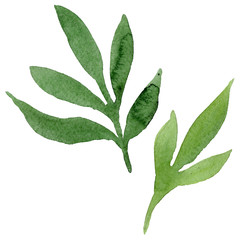 Pink peony watercolor background illustration set. Watercolour drawing fashion aquarelle isolated.