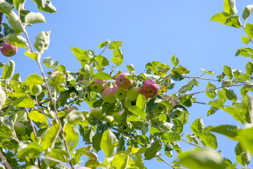 Shiny delicious apples hanging from tree branch in an apple orchard..