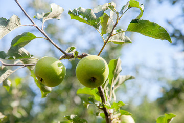 Shiny delicious apples hanging from tree branch in an apple orchard..