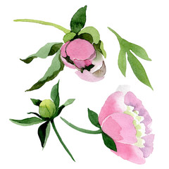 Pink peony watercolor background illustration set. Watercolour drawing fashion aquarelle isolated.