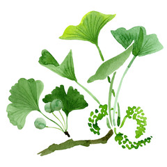 Green ginkgo biloba. Floral botanical flower. Isolated ginkgo biloba illustration element