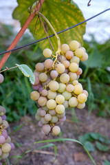 Juicy ripe bunch of grapes pink Muscat on branch in vineyard.