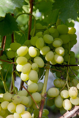 Close up view of ripe juicy berries of grapes on branch with leaves in vineyard..