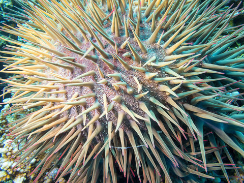 Crown of thorns starfish at the bottom of tropical sea, underwater landscape