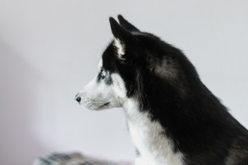 Husky