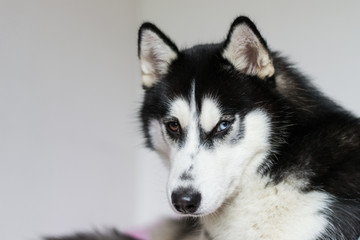Husky
