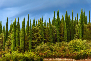 Cypress tree wall with blue sky at morning. Tuscany. Italy.