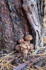 Large group of edible mushrooms from the Armillaria mellea growing on a wood stump in autumn forest..