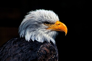 White-headed see eagle / heraldic bird of the United States of America 