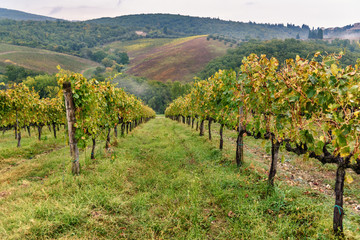 Vineyard in Chianti region in province of Siena. Tuscany. Italy