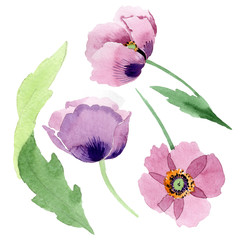 Burgundy poppy. Floral botanical flower. Isolated poppy illustration element.