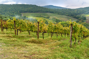 Fototapeta na wymiar Vineyard in Chianti region in province of Siena. Tuscany. Italy