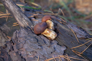 Wild edible bay bolete known as imleria badia or boletus badius mushroom on wooden background in pine tree forest..