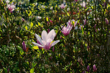 Magnolia George Henry Kern