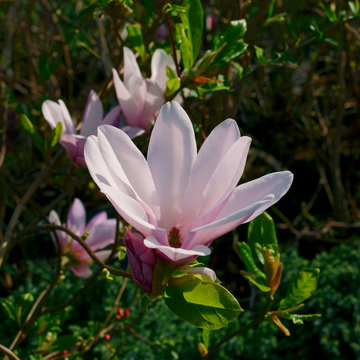 Magnolia George Henry Kern