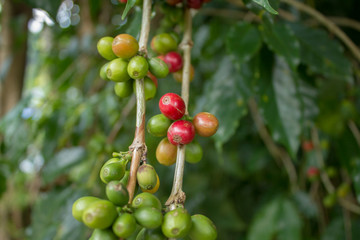 Blurred unripe green red coffee beans on a branch. fresh coffee berries