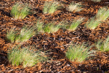 Grass Wood Background