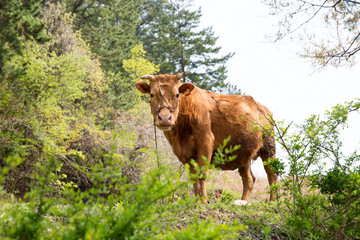 Korean native cattle