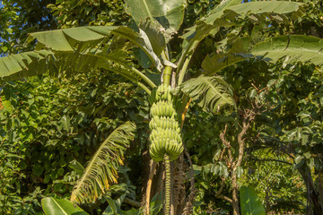 Fototapeta premium branch of green bananas on a palm tree in a dense forest