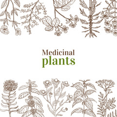 Template with Medicinal Plants in Hand-Drawn Style