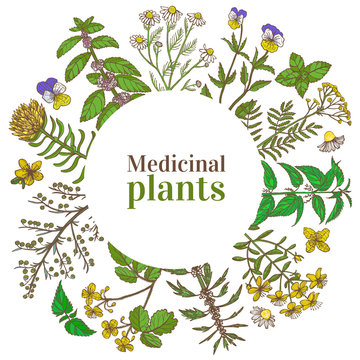 Colored Round Template with Medicinal Plants in Hand-Drawn Style