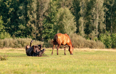 Horse lying on the green grass. Two stallions on the run.