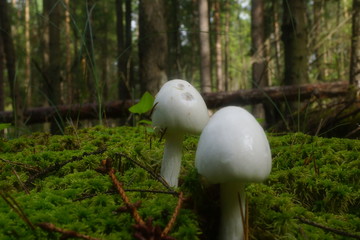 White toadstools growing in the moss, against the backdrop of the forest.