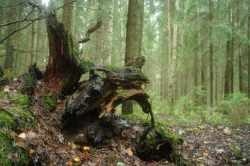 Photo torn tree roots, against the backdrop of the forest.