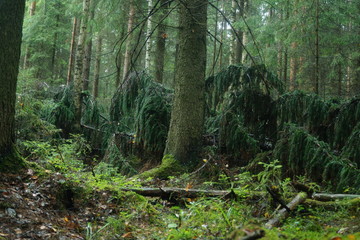 Photo of a tree in the summer forest.