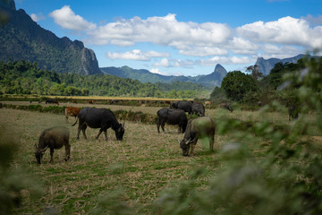 Fototapeta premium Water buffalos on the rice field with mountains behind.