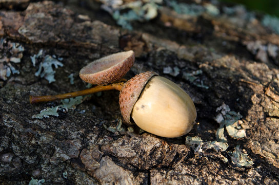 Acorn lying on the ground close up