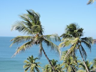 Coconut trees and Beach green nature landscape