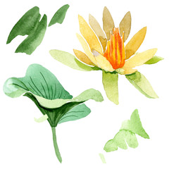 Yellow lotus. Floral botanical flower. Watercolor background illustration set. Isolated lotus illustration element