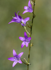 Macrophotographie fleur sauvage - Campanule fausse raiponce - Campanula rapunculoides