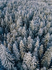 Aerial view of winter forest covered with snow, view from above.