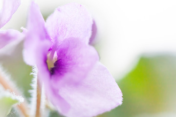 Nice lovely purple bloom violet. Gentle romantic beautiful flowers. The concept of love and tenderness. sensuality and grace. spring season. for design and decor. soft focus