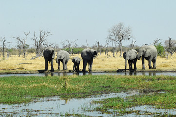 Obraz premium elephants by the river