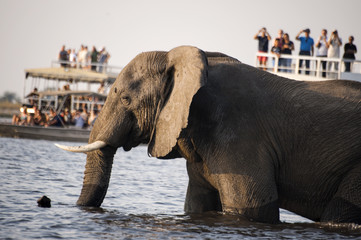 Fototapeta premium elephant surrounded by tourists on a ferry boat