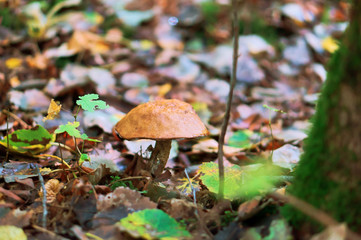 A mushroom in the woods. Edible mushroom in the autumn leaves. 