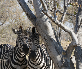shy zebras under a tree