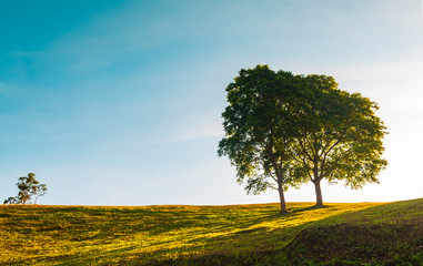 Fototapeta premium Sunlight and trees doi samer dao thailand